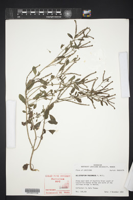 Heliotropium procumbens image