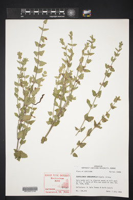 Scutellaria cardiophylla image