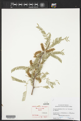 Prosopis glandulosa image