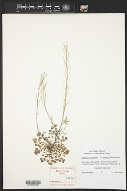 Cardamine parviflora var. arenicola image