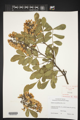 Dermatophyllum secundiflorum image