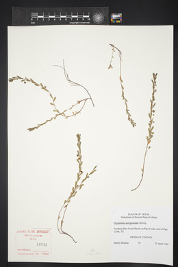 Phyllanthus polygonoides image