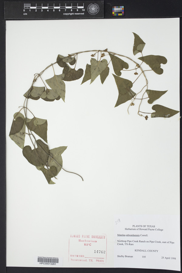 Matelea edwardsensis image