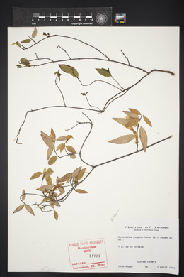 Gelsemium sempervirens image