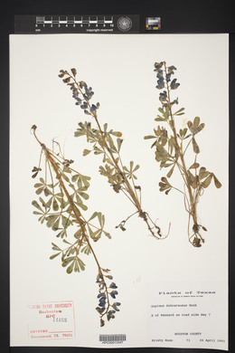 Lupinus subcarnosus image