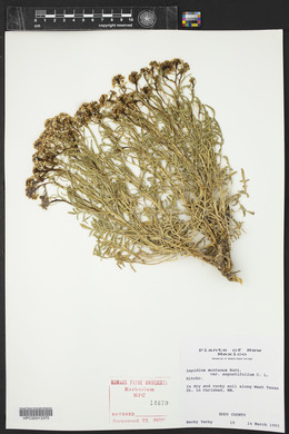 Lepidium montanum image