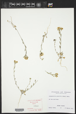 Physaria gracilis image