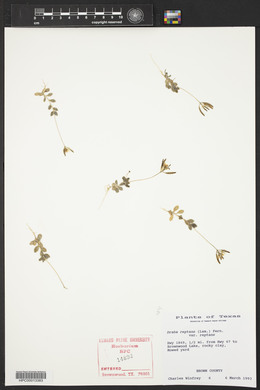 Draba reptans image