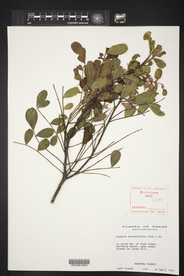 Dermatophyllum secundiflorum image