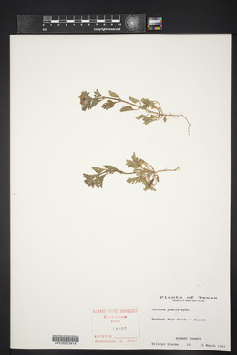 Verbena pumila image