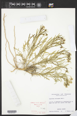 Lepidium oblongum image