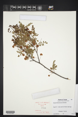 Acacia roemeriana image