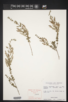 Aloysia gratissima image