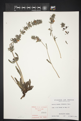 Salvia texana image