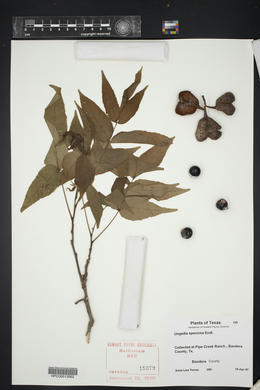 Ungnadia speciosa image