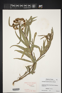 Asclepias asperula image