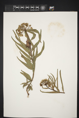 Asclepias asperula image