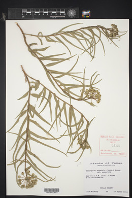 Asclepias asperula image