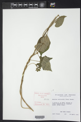 Matelea reticulata image