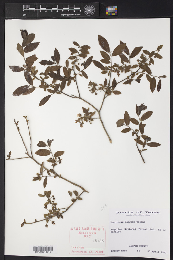 Vaccinium caesium image