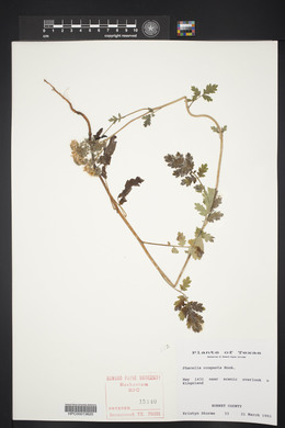 Phacelia congesta image