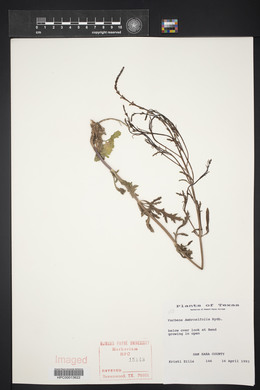 Glandularia bipinnatifida var. bipinnatifida image