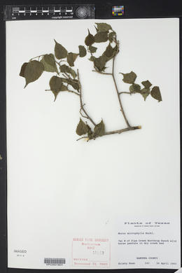 Morus microphylla image