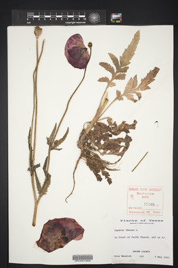 Papaver rhoeas image