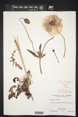 Papaver rhoeas image