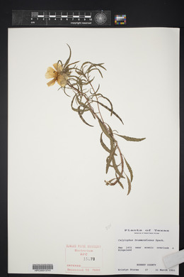 Oenothera berlandieri image