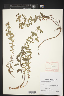 Euphorbia spathulata image