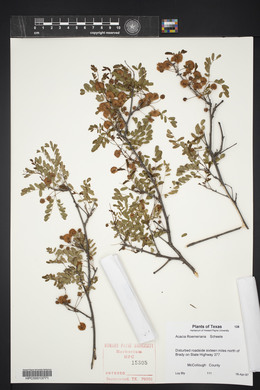 Acacia roemeriana image