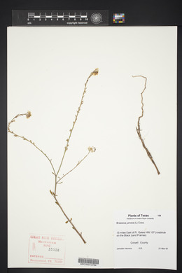 Brassica juncea image