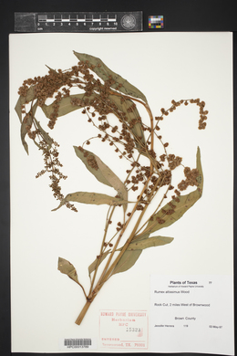 Rumex altissimus image