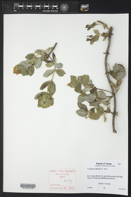 Lonicera albiflora image