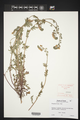 Phacelia hirsuta image