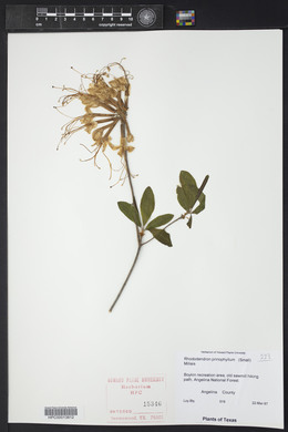 Rhododendron prinophyllum image