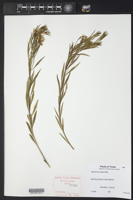 Amsonia ciliata image