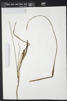 Camassia scilloides image