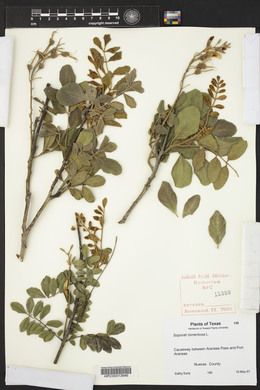 Sophora tomentosa image