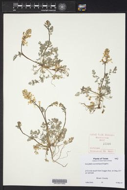 Corydalis curvisiliqua image