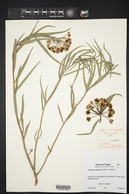 Asclepias asperula image