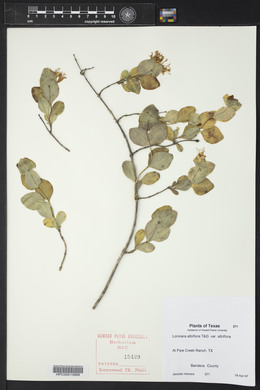 Lonicera albiflora image