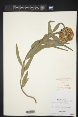 Asclepias asperula image