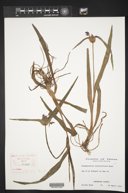 Tradescantia hirsutiflora image