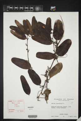 Smilax laurifolia image