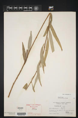 Salix babylonica image