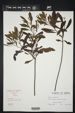 Morella cerifera image