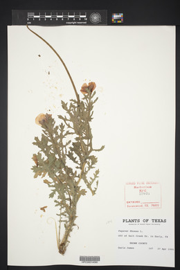 Papaver rhoeas image