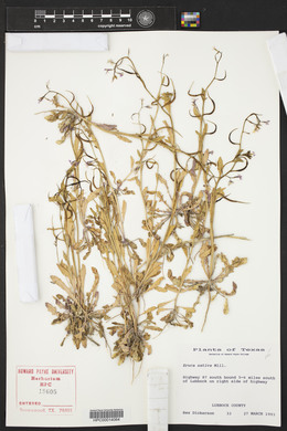 Eruca vesicaria subsp. sativa image